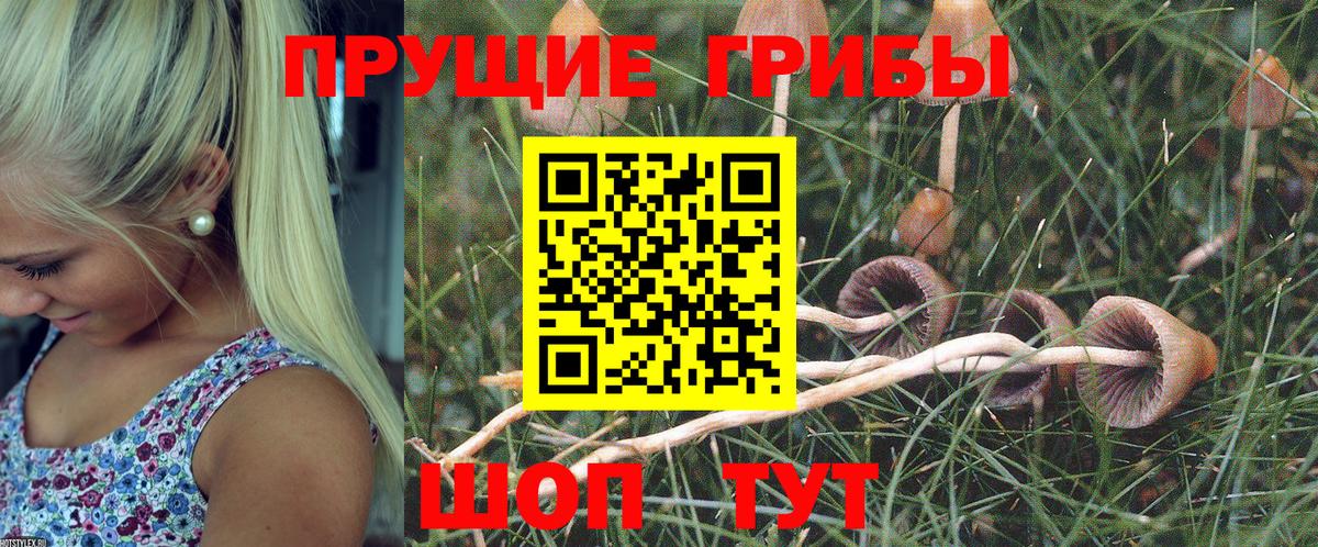 Нальчик  Псилоцибиновые грибы мицелий  Вход с VPN 